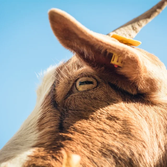 Biquette savon Saint oradoux près crocq dans la Creuse