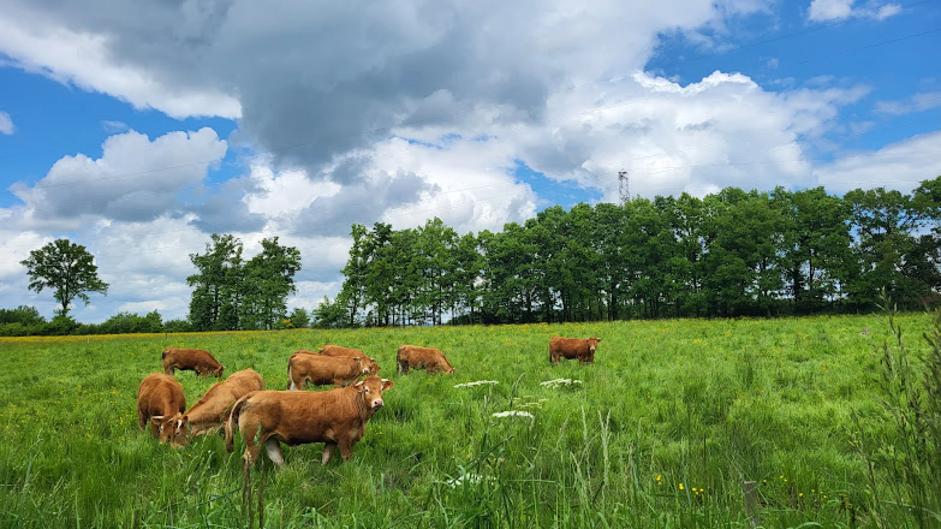 Vaches limousines ©OT Dun