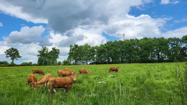 Vaches limousines ©OT Dun