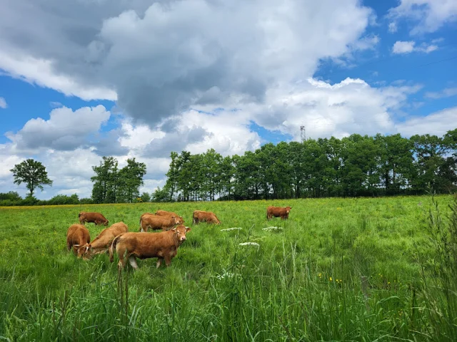Vaches limousines ©OT Dun