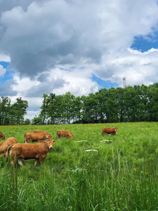 Vaches limousines ©OT Dun