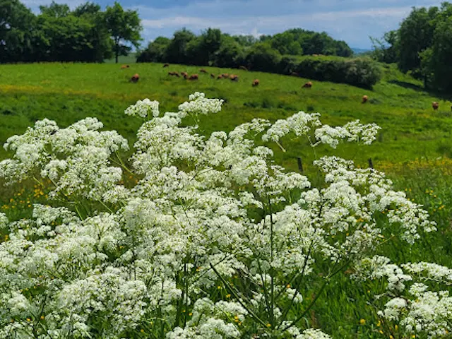 Nature Creuse ©OT Dun