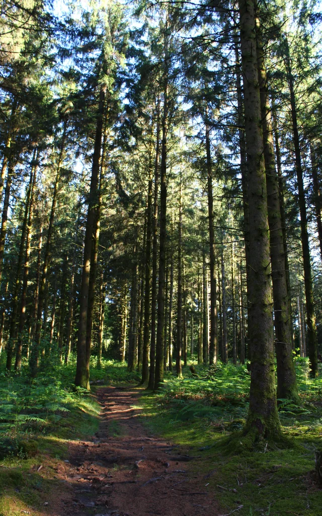 Forêt de Chabrières - Monts de Guéret