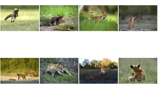 Planche Contact Renard E Roger Fr Dupont