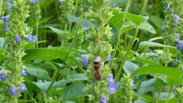 La ferme des Trois-Fontaine dans la Creuse, culture de plantes - sarrasins, posi chiche, fleurs de chia