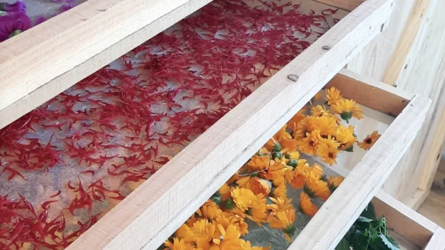 Visite du jardin d'Aïda dans la Creuse à Bussière St-Georges, plantes sauvages et comestibles label BIO