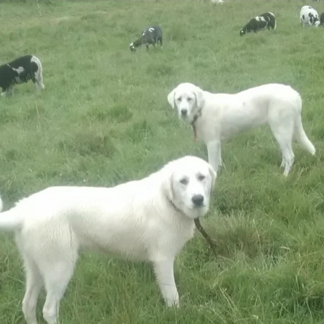 Chien_protection_Ferme_Lachaud_Creuse