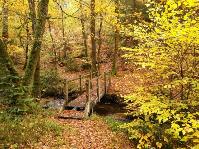 Les Bois De Boeufs Cbsavarypro 2