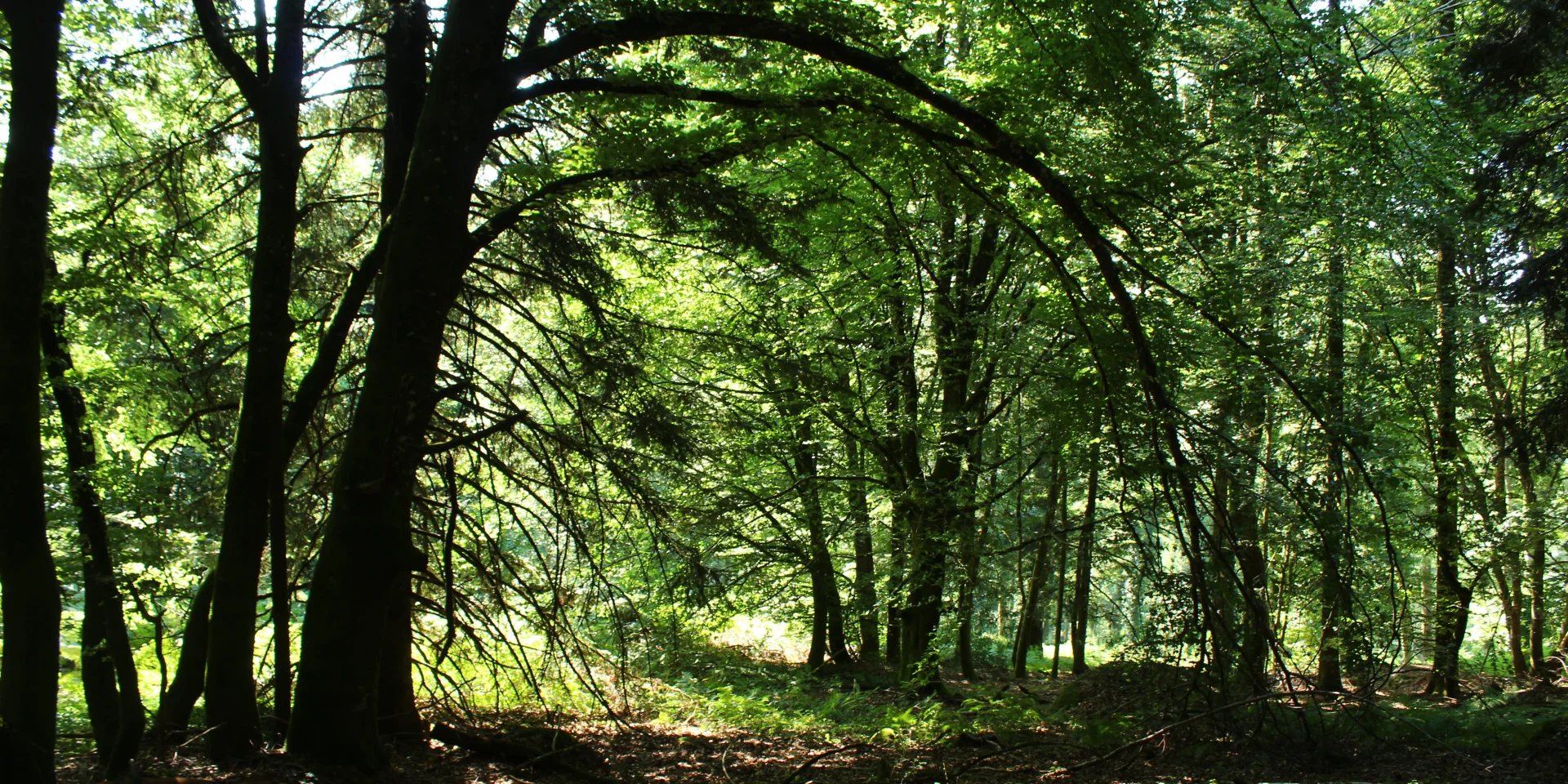 Forêt de Chabrières