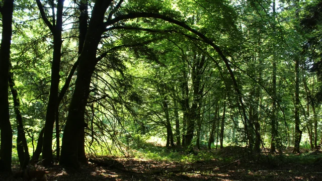 Forêt de Chabrières