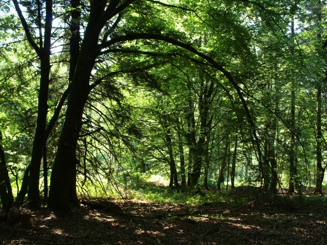 Forêt de Chabrières