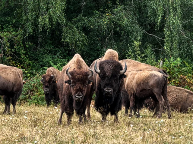Lesbisonsdupalaiscreusetourisme 06