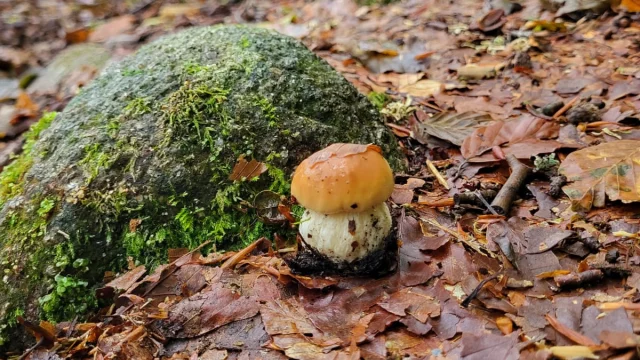 Champignon_Vassiviere©L Puissant