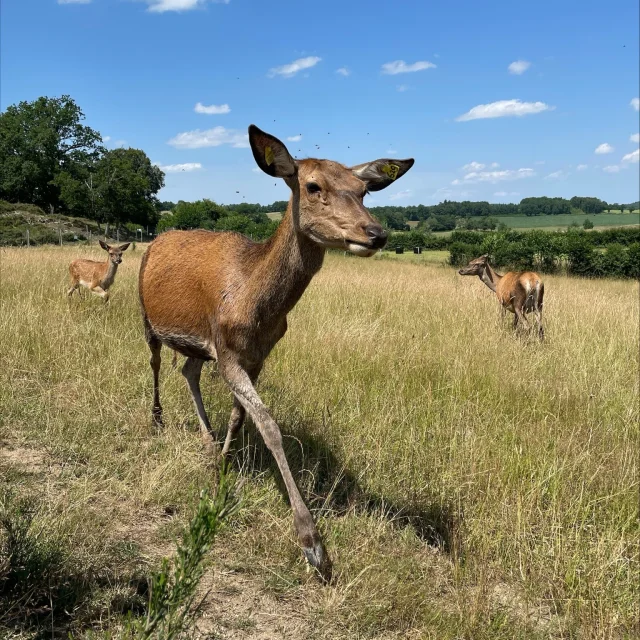Le Compas Les Cerfs De Secondat Azelie Simonet 2