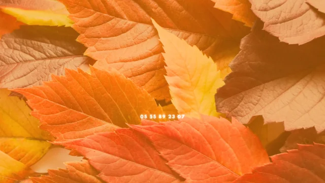 Orange-Feuilles-Automne-Facebook-Couverture-4-1.png