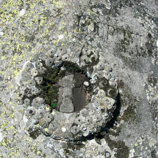 Couronne Granit