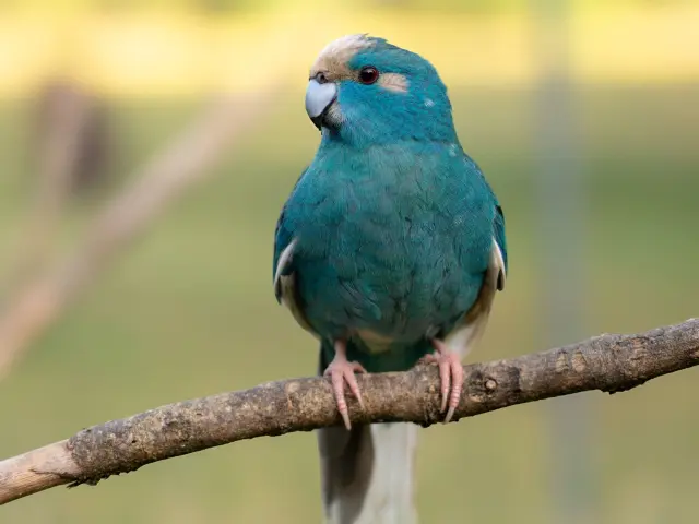 Le Parc Animalier des Clautres -©Les Coflocs