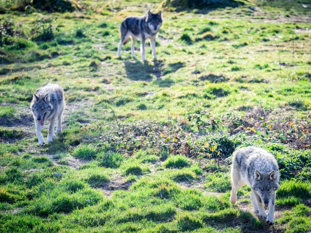 Parc Animalier des Monts de Guéret - Les Loups de Chabrières