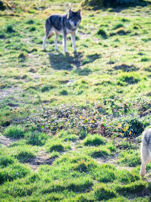 Parc Animalier des Monts de Guéret - Les Loups de Chabrières