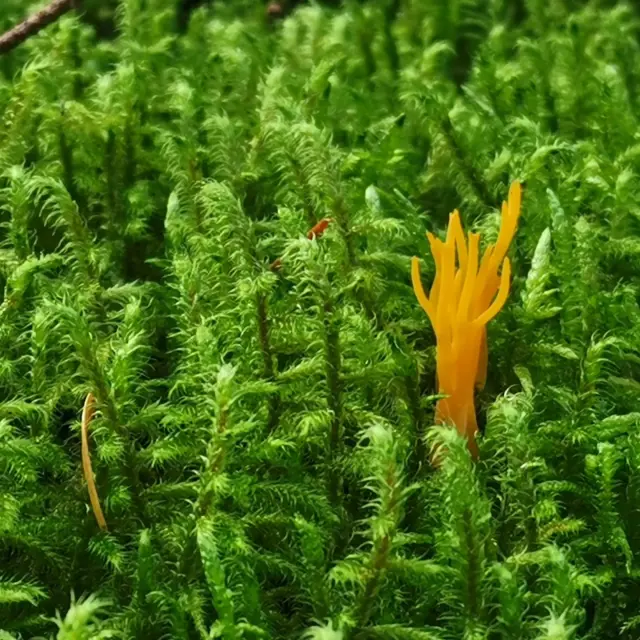 Randonnée Bois des Boeufs Creuse Sud Ouest