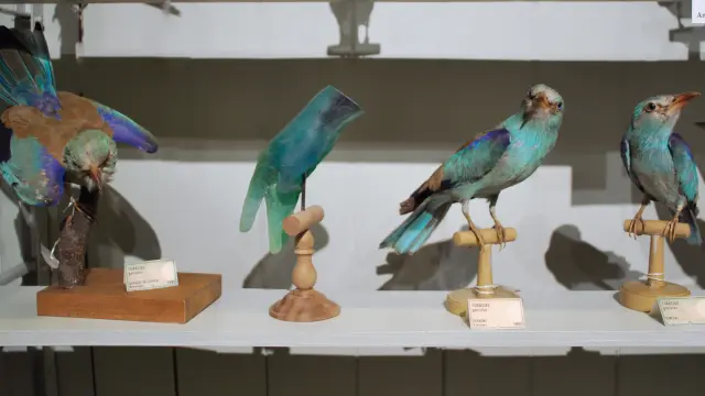 Jade Tang Mains Doiseaux