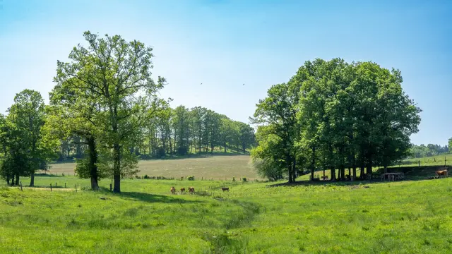 Creuse Vache Limousines Crtna3