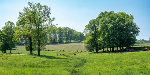 Creuse Vache Limousines Crtna3