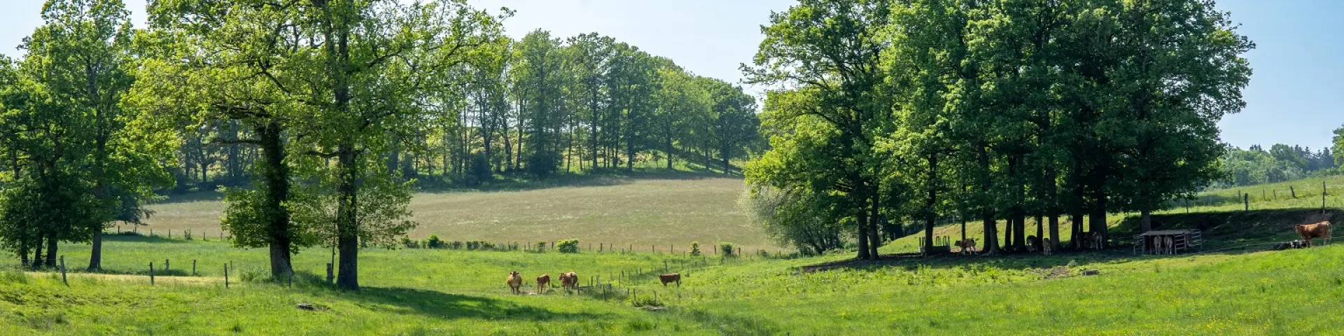 Creuse Vache Limousines Crtna3