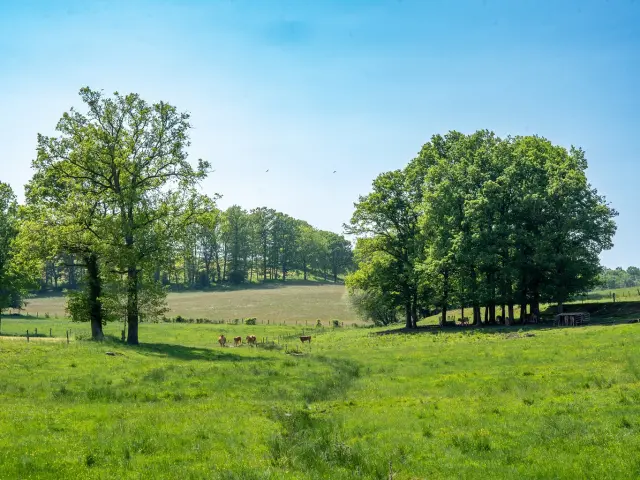 Creuse Vache Limousines Crtna3