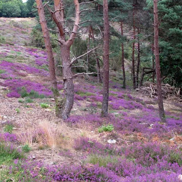 Bruyeres En Pente Douce