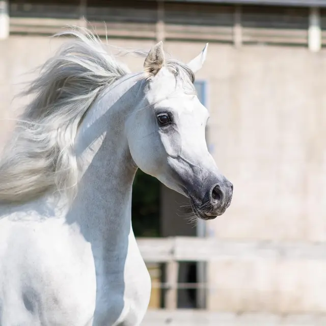 499144399 4113736505619683 4001781647946797731 N