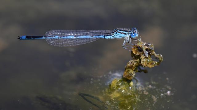 Photo Macro Libellule
