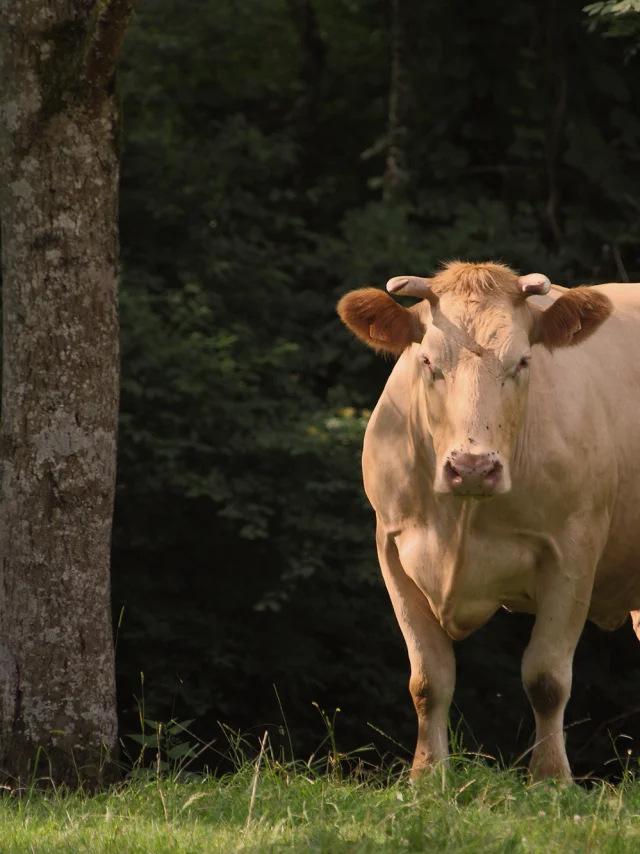 Bœuf fermier du Maine