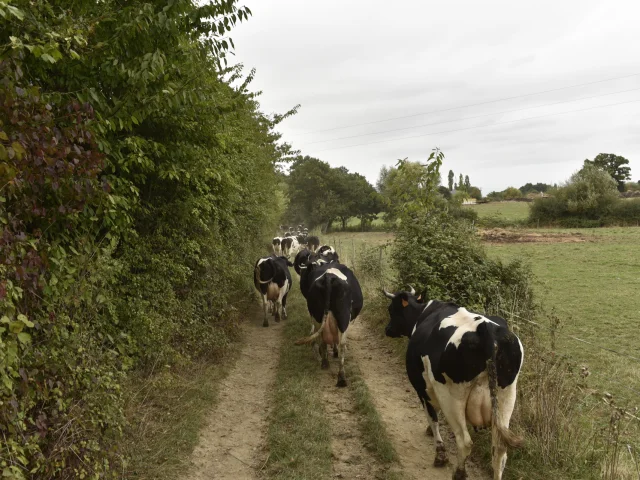 Animaux de la ferme