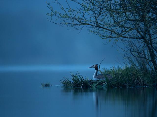 OIseaux - Etang neuf de Juvigné