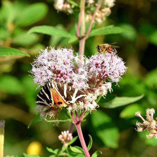 Instagram #mayenne