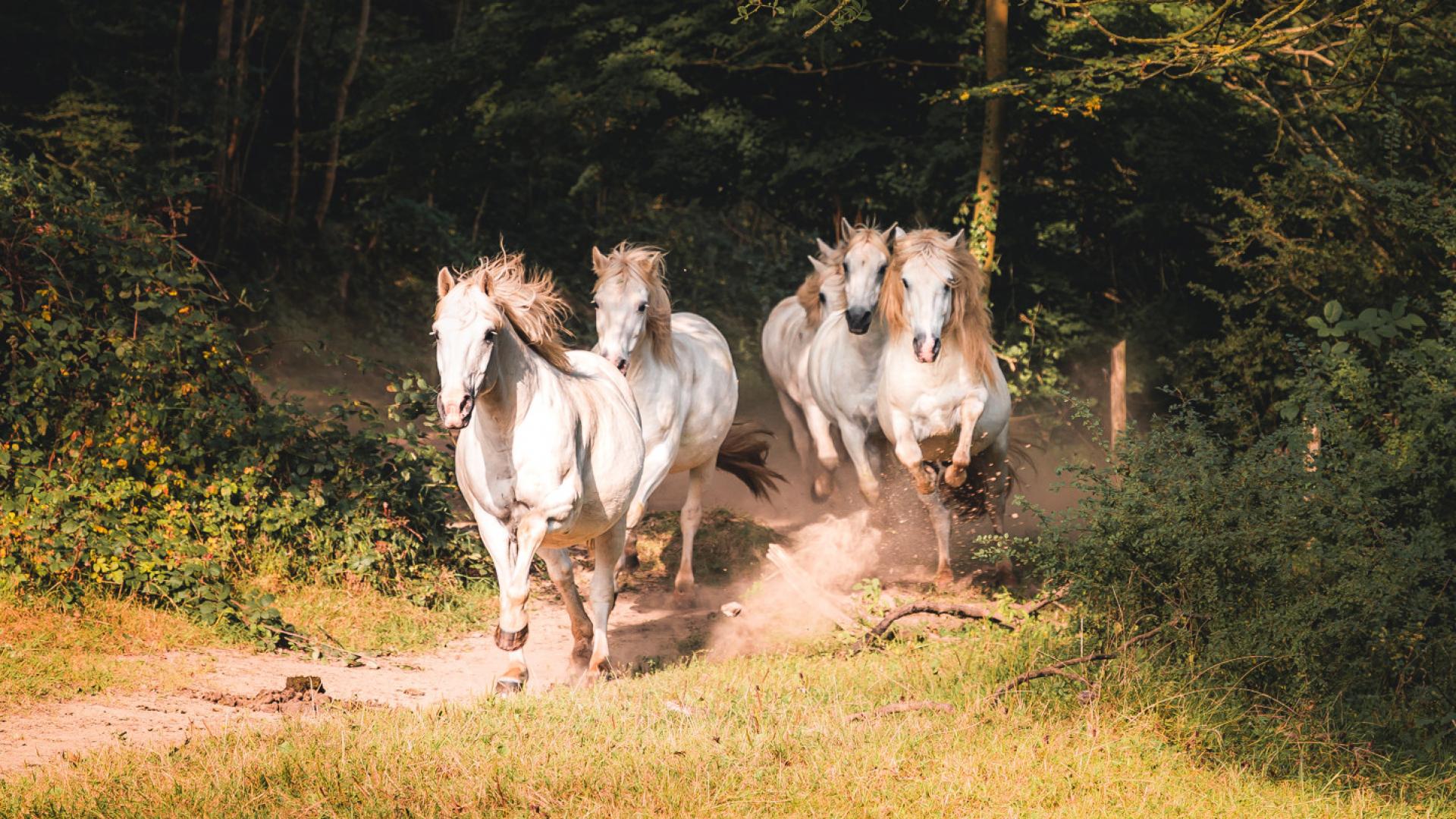 Le Roc Au Loup Andouille Cp Lezbroz Teddy Verneuil Mayenne Tourisme 1920px