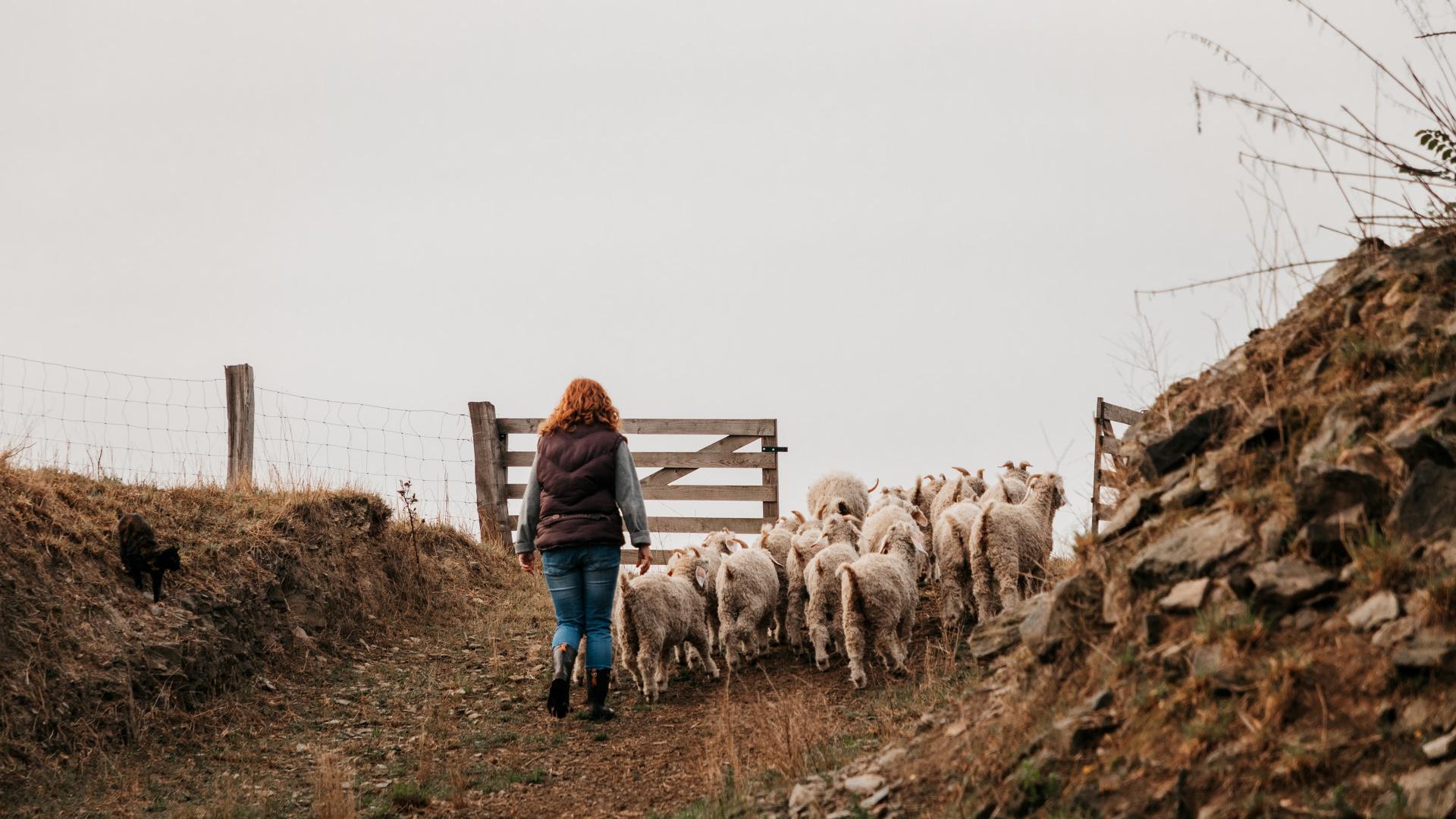 Mohair Du Maine La Bazouge De Chemere Cp 1920px