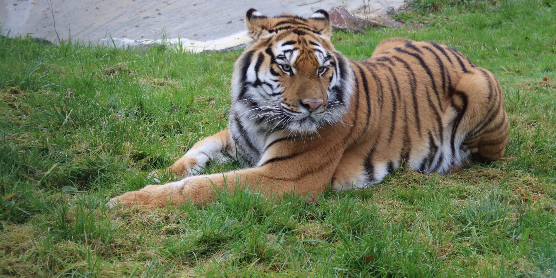 Kaïro Tigre au refuge de l'arche