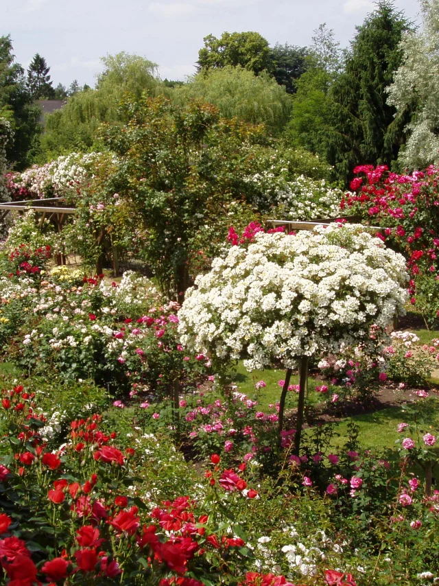 Roseraie de Lassay