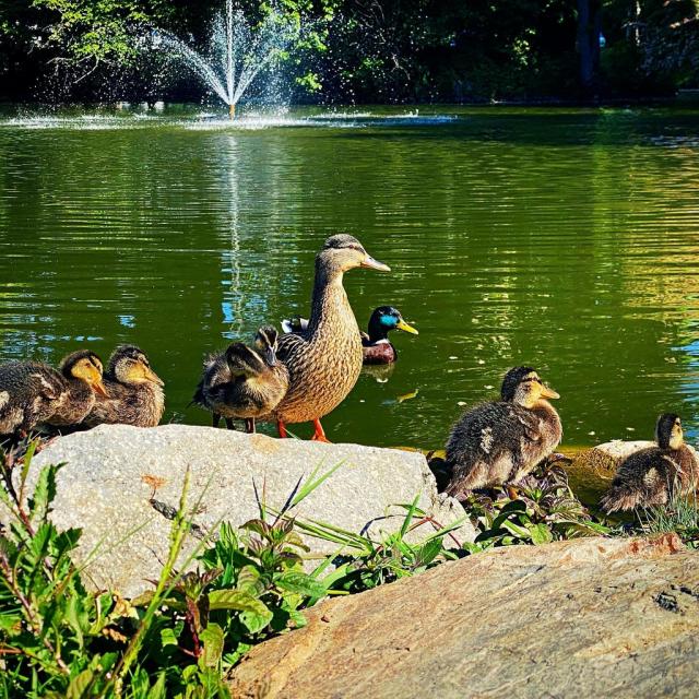 Instagram #mayenne