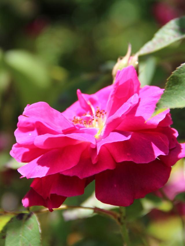Les Jardins des Renaudies