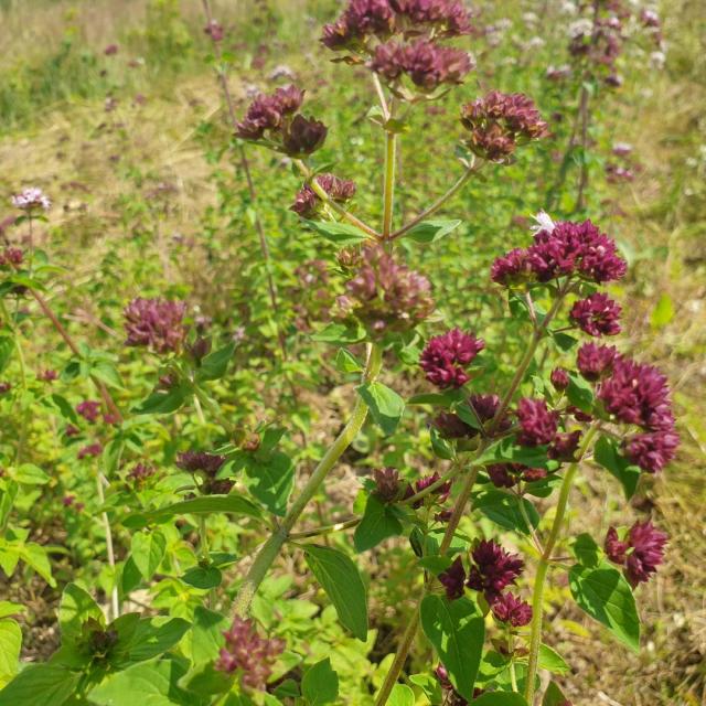 Les Plantes Des Alpes Mancelles © Ccma