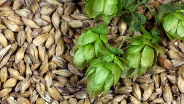 Houblon