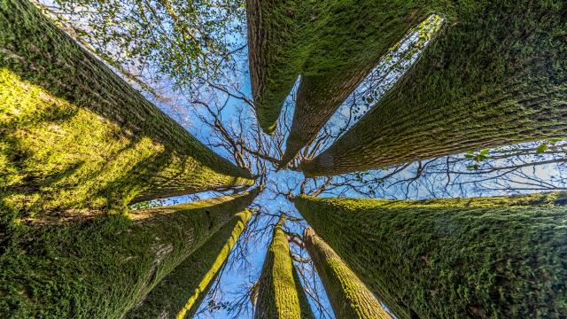Arbre à 9 Troncs de la forêt des Vallons, Livet-en-Charnie