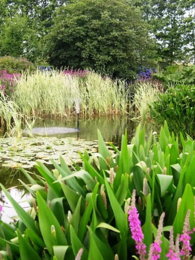Bassin - jardins des Renaudies