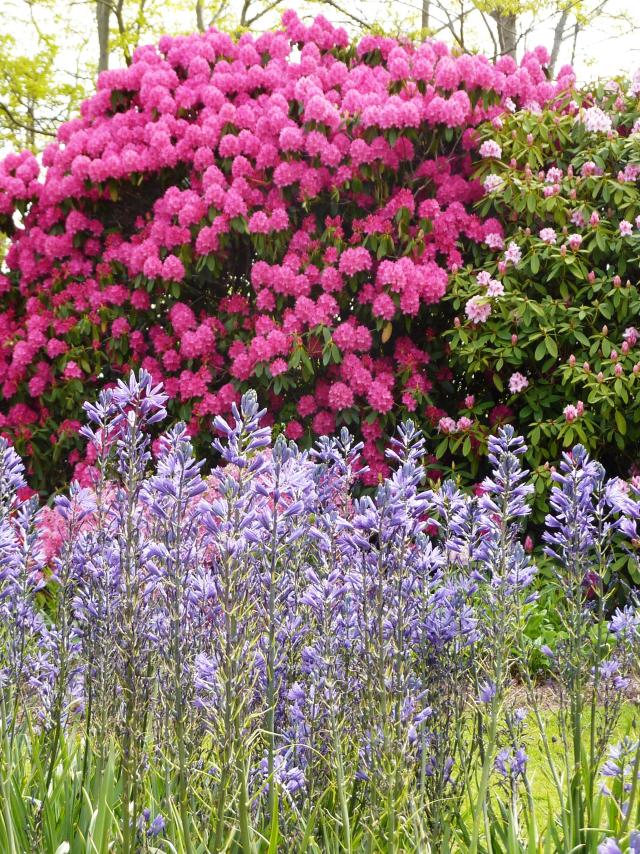 Rhodo et Camassia - Jardins des Renaudies