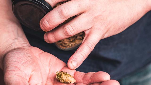 Gros plan sur une fleur de houblon dans la main de Guillaume