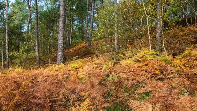 Foret_De_Multonne_001-CP-P.Caharel.jpg