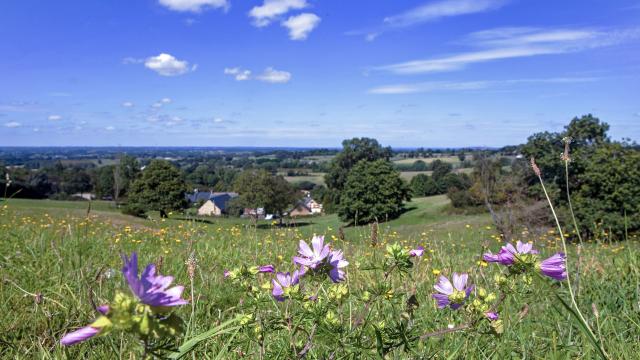 Paysage de campagne avec une grand ciel bleu et des fleurs des champs